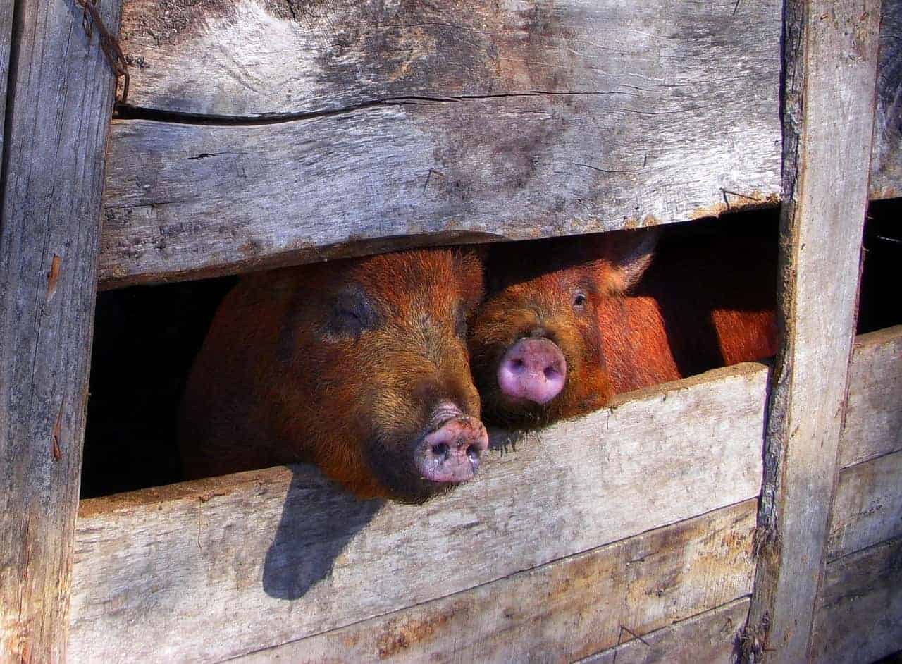 pig pen pigs peeking