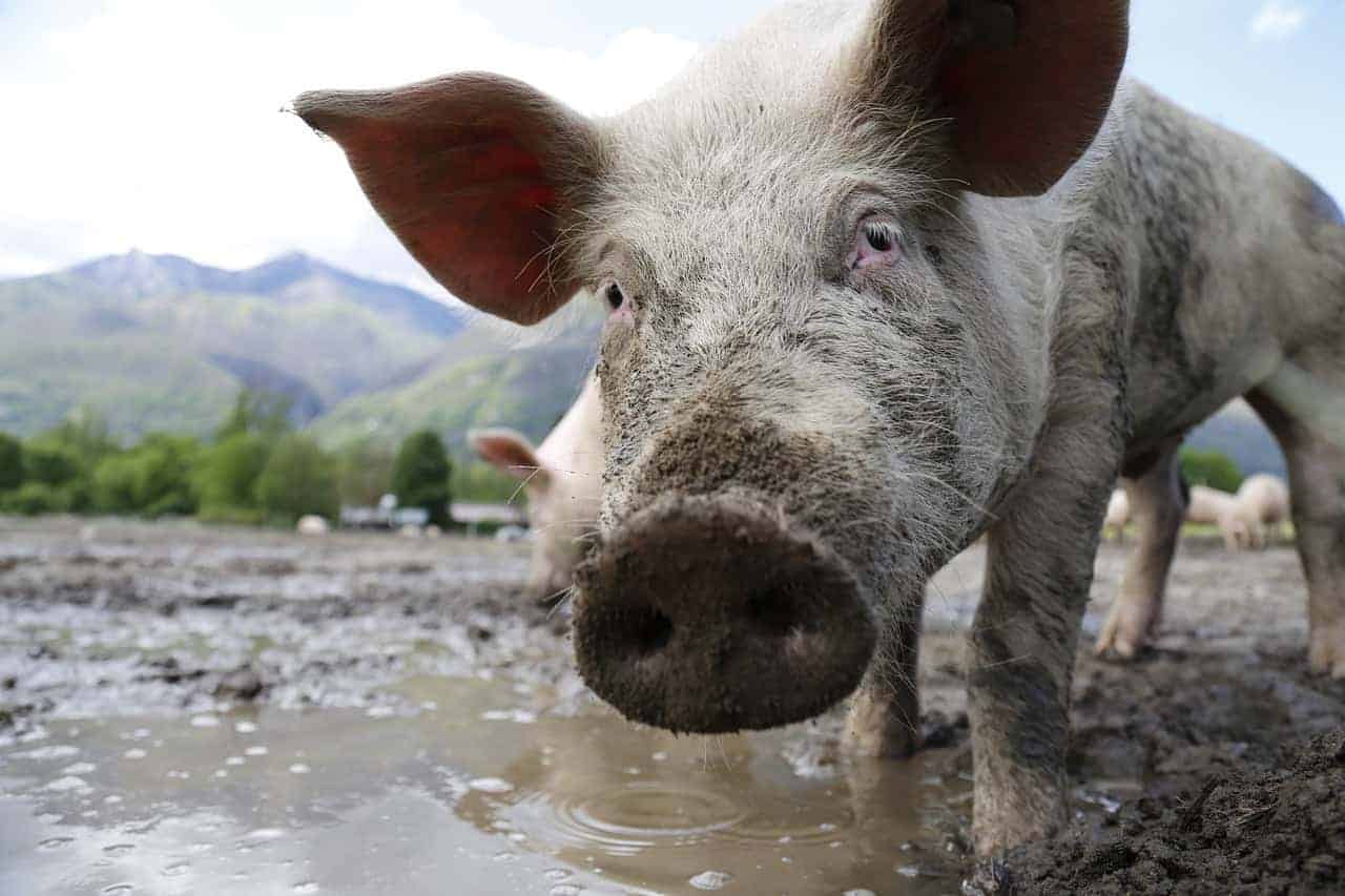 pig in mud