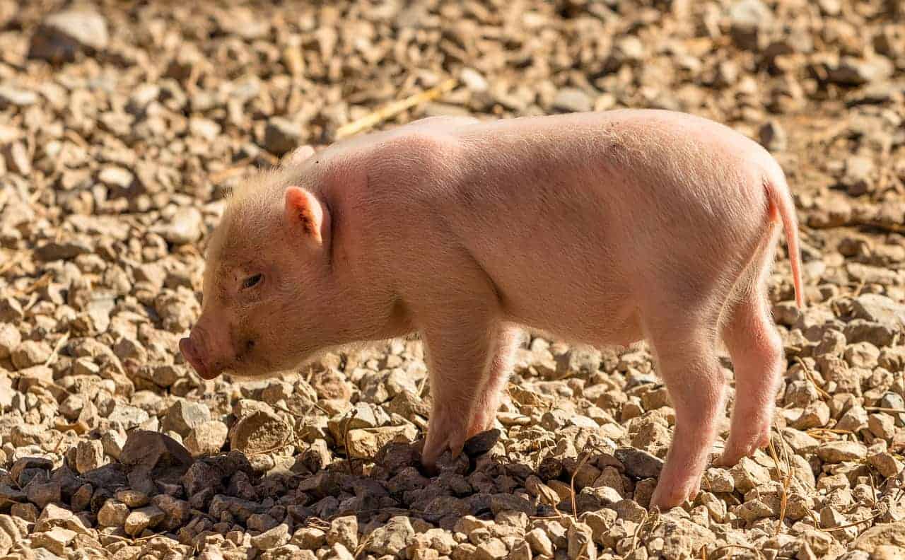 pink pig baby