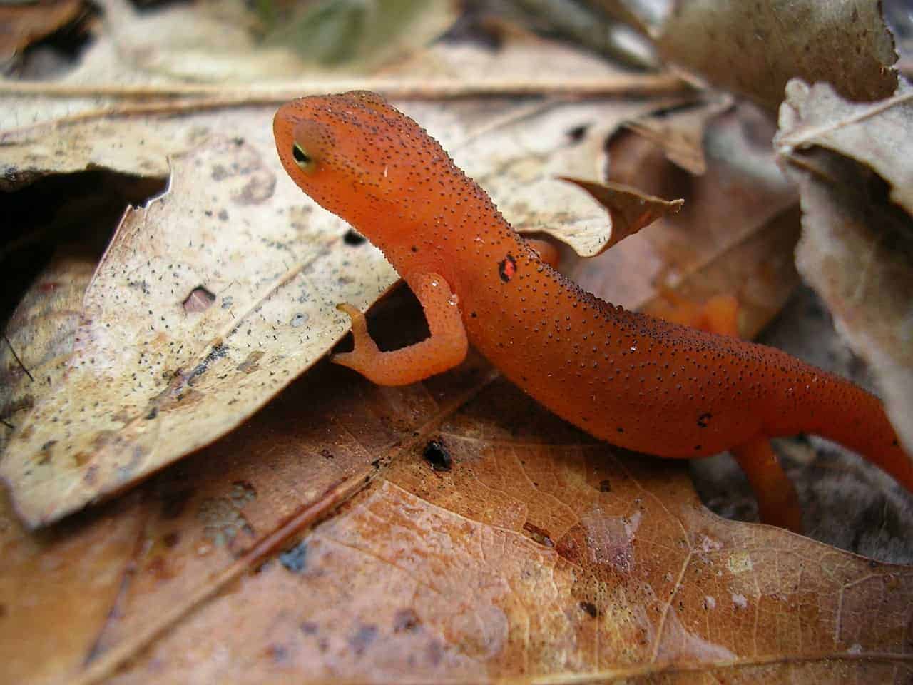 red lizard leaf