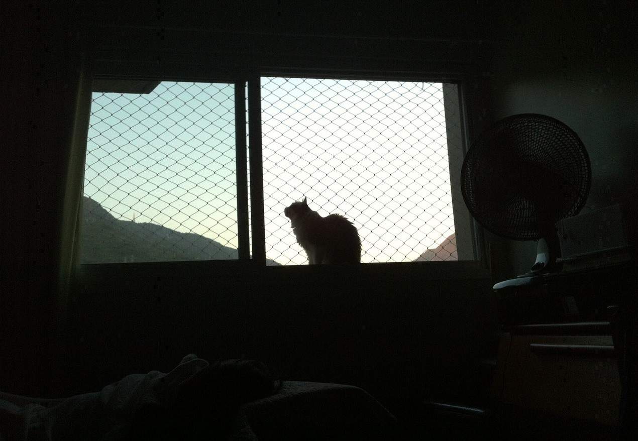 cat by window