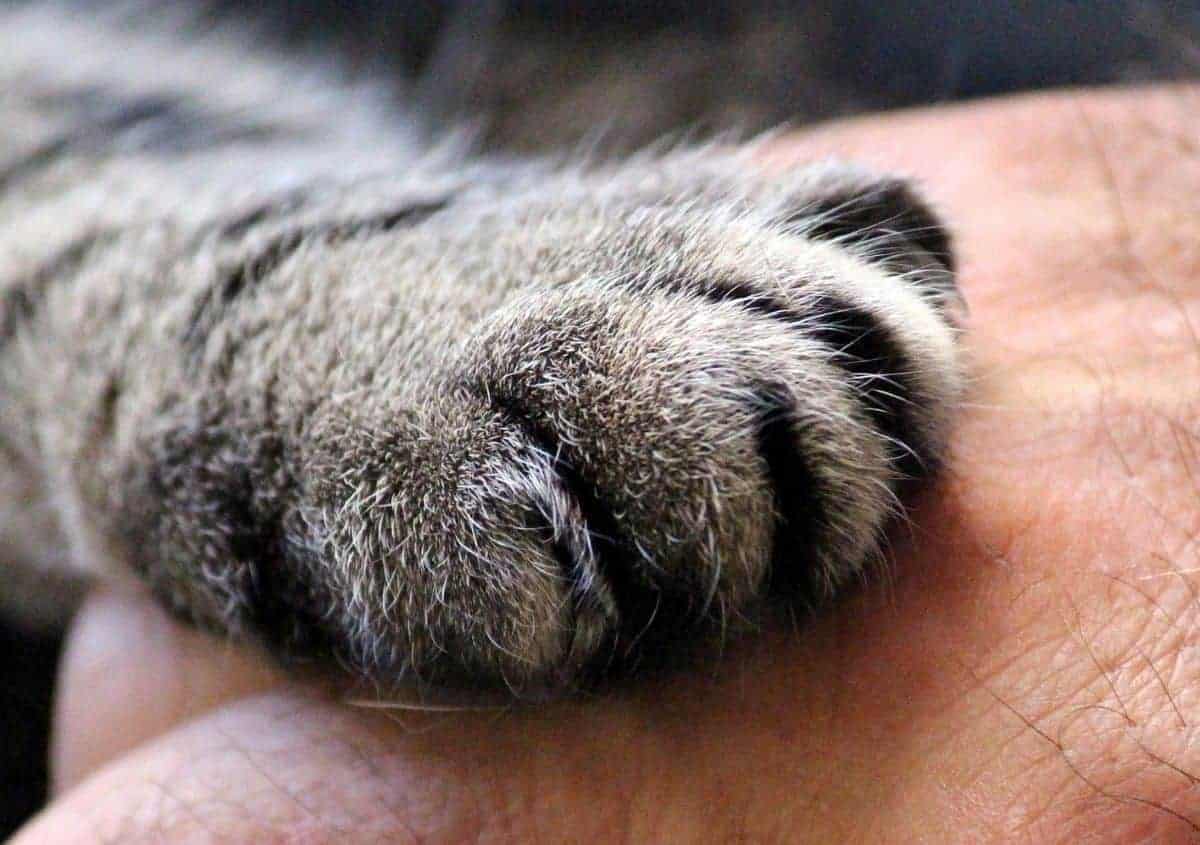cat paw 