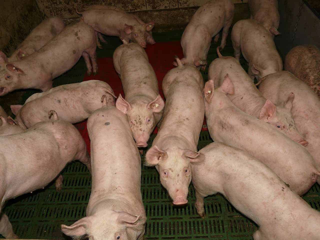 several pigs pig pen