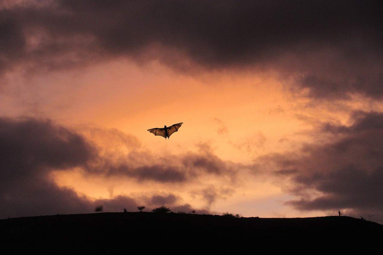 single flying bat sunset
