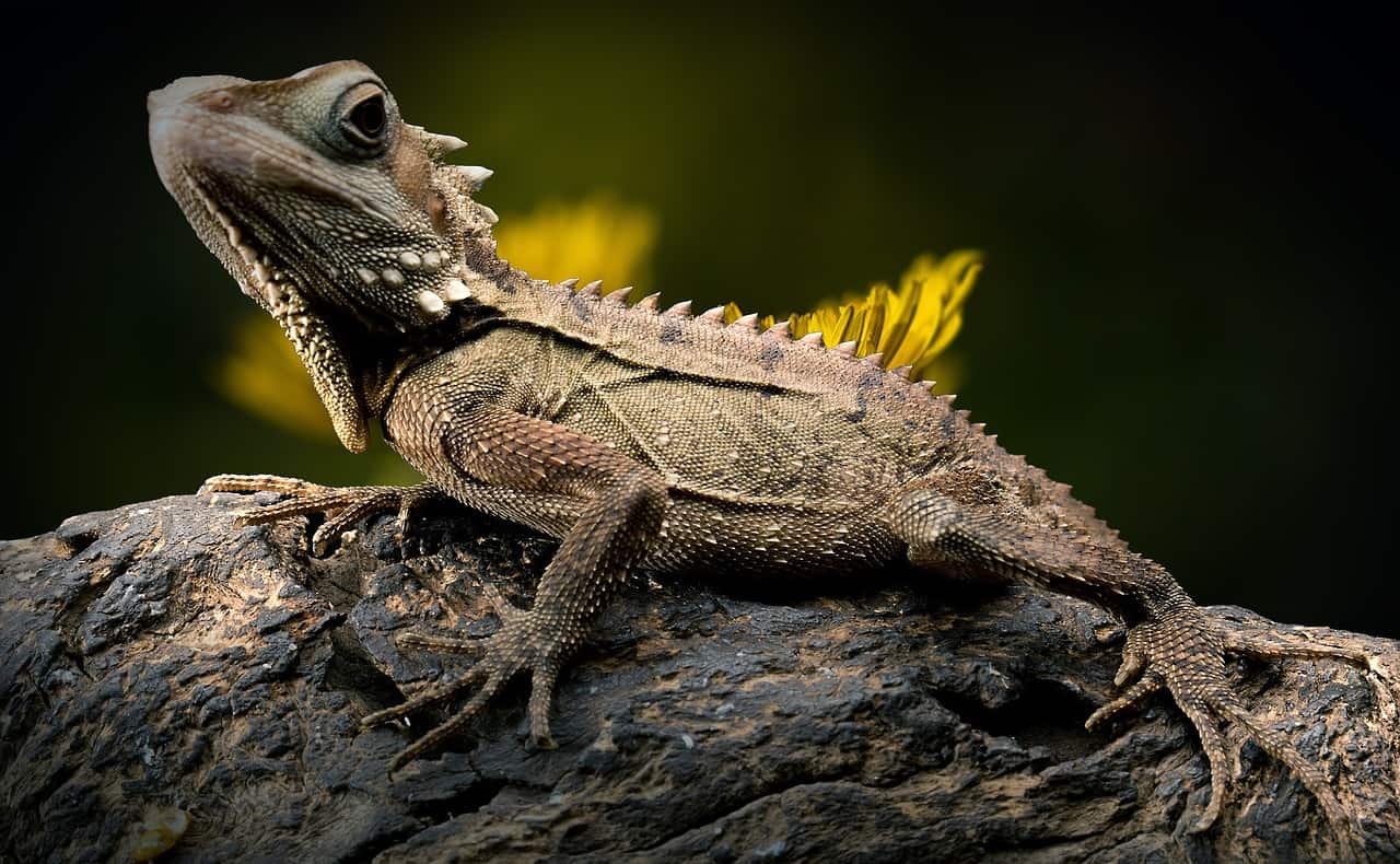 single lizard resting