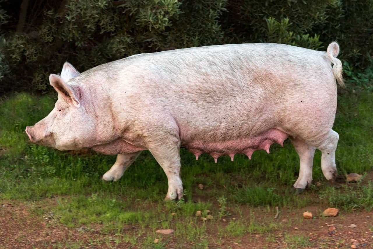 sow pig walking