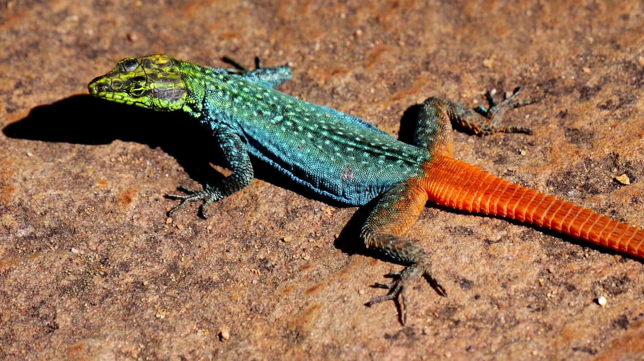 still lizard colorful