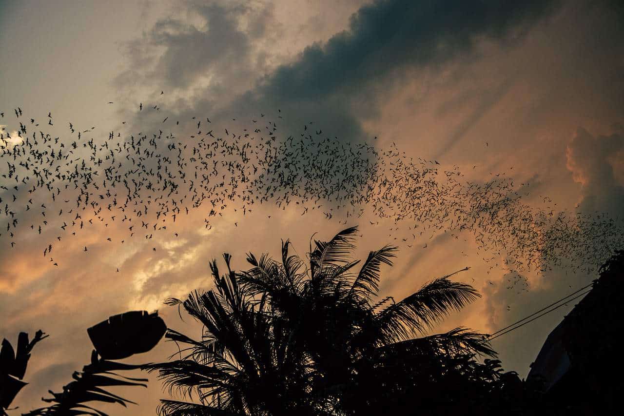 swarm of flying bats