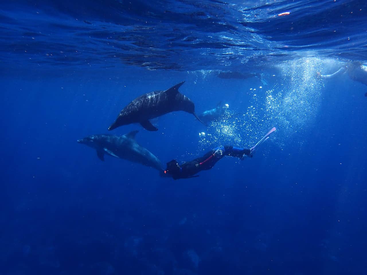 swimming with dolphins