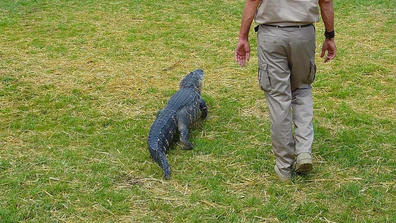 man beside crocodile