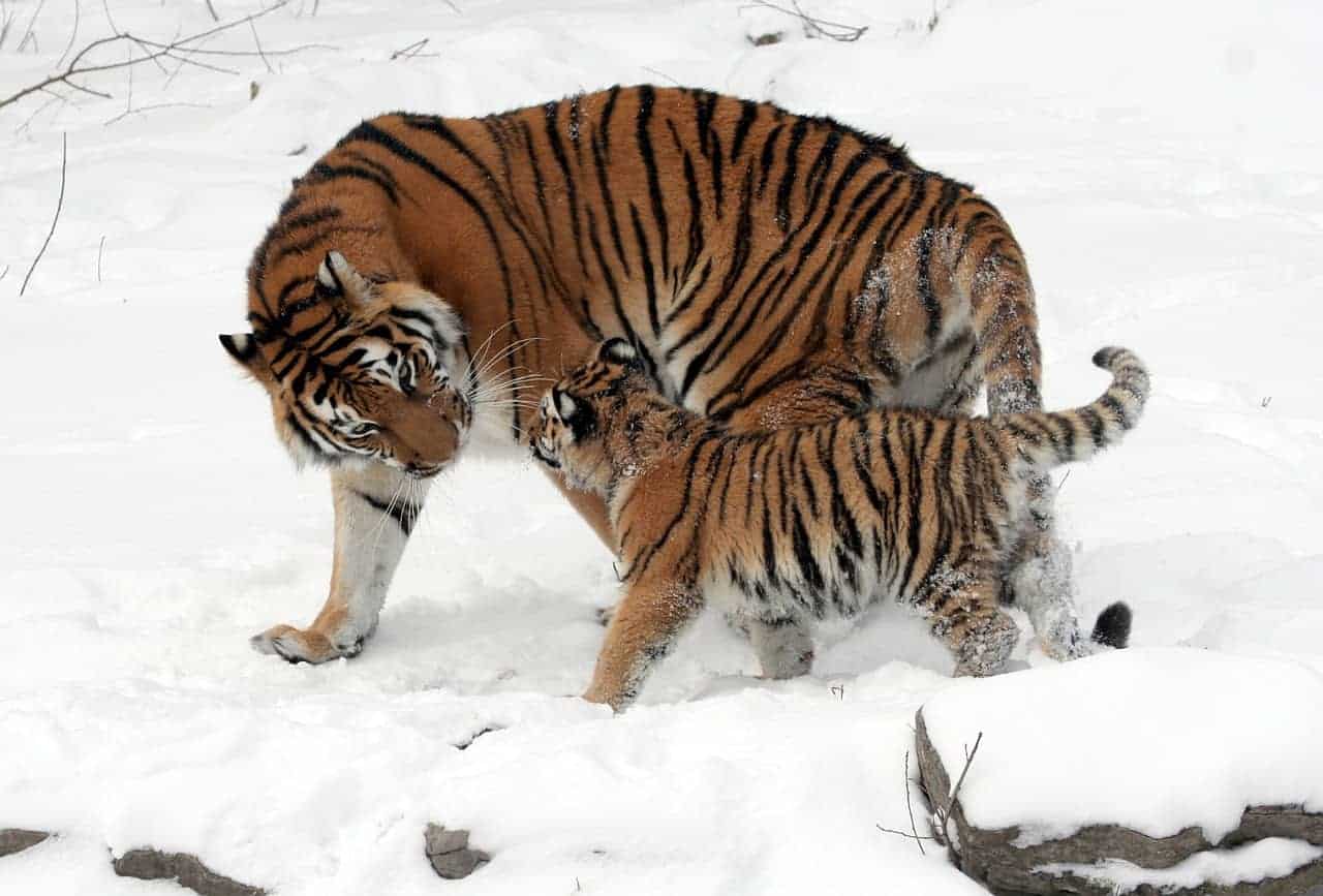 tiger and cub snow