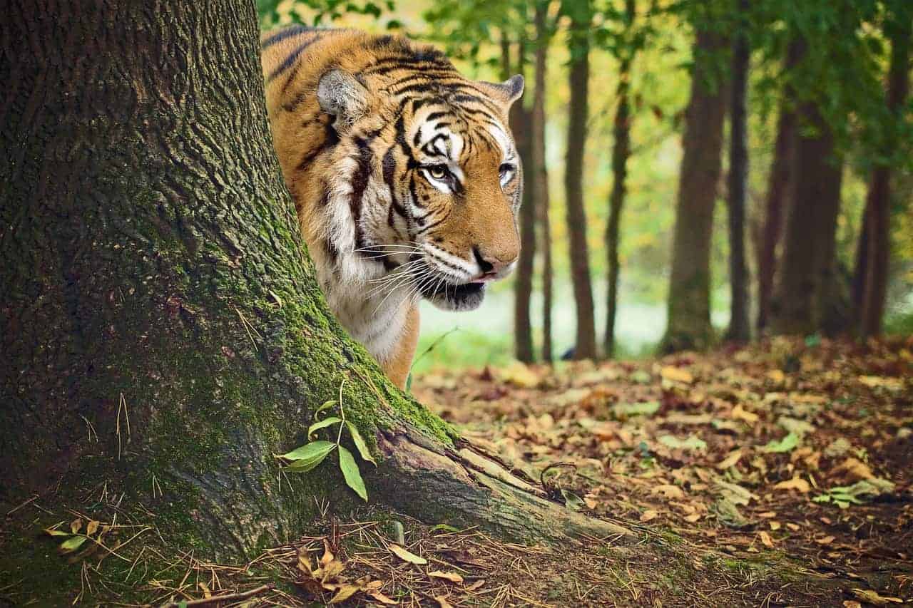 tiger behind tree