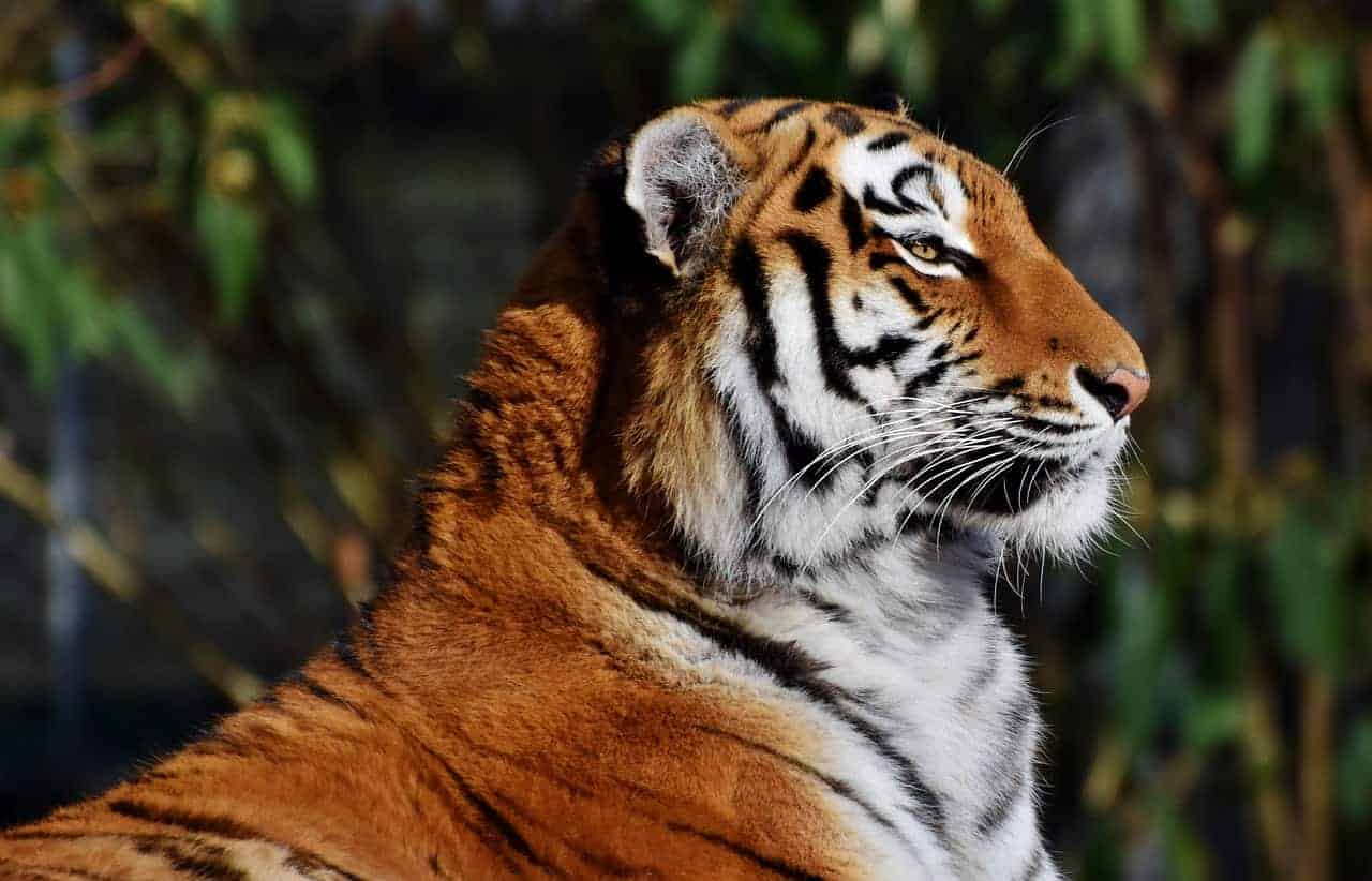 tiger sitting proudly