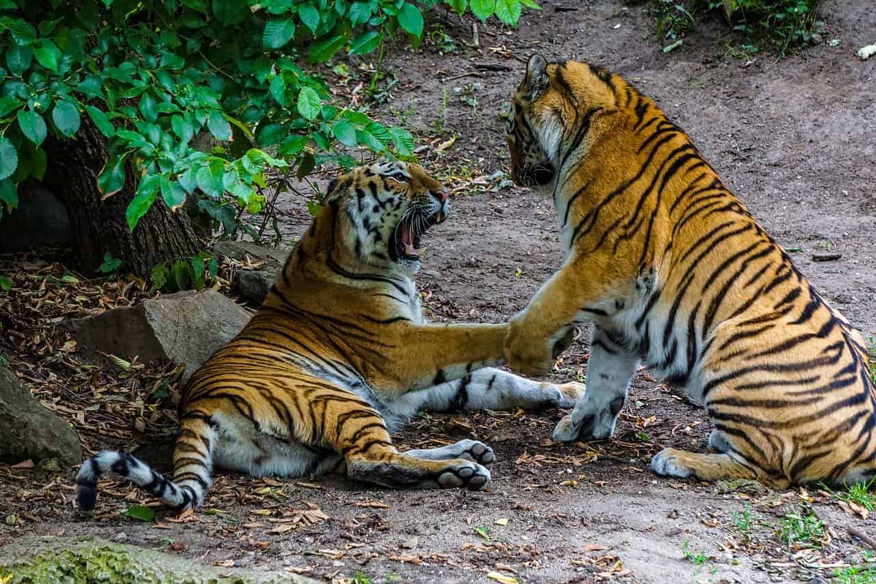 territorial tiger angry