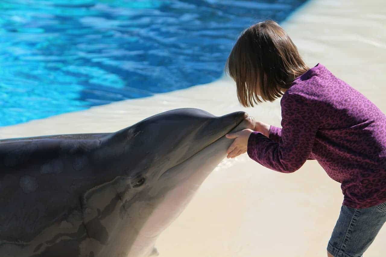 child touching dolphin