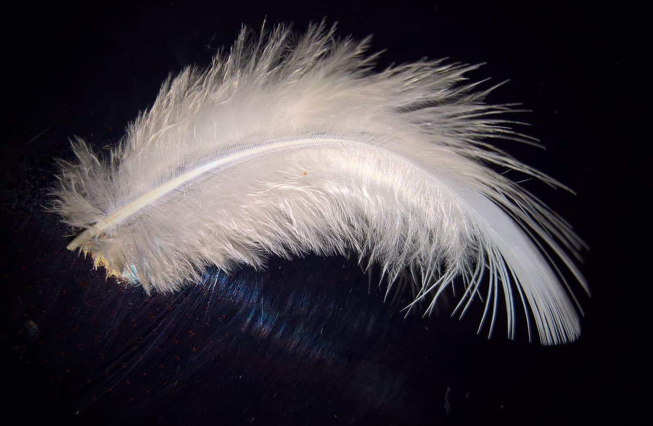 white feather 
