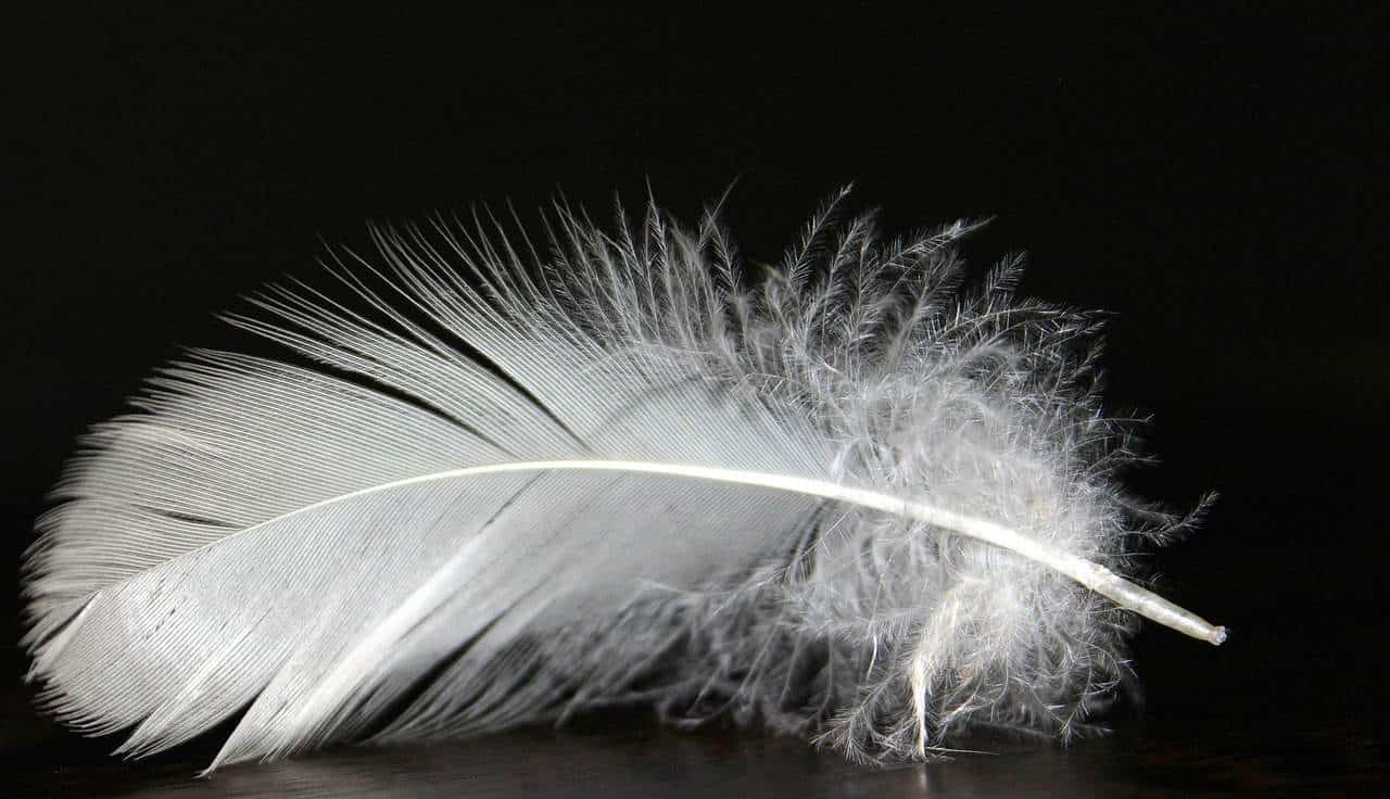 white feather 