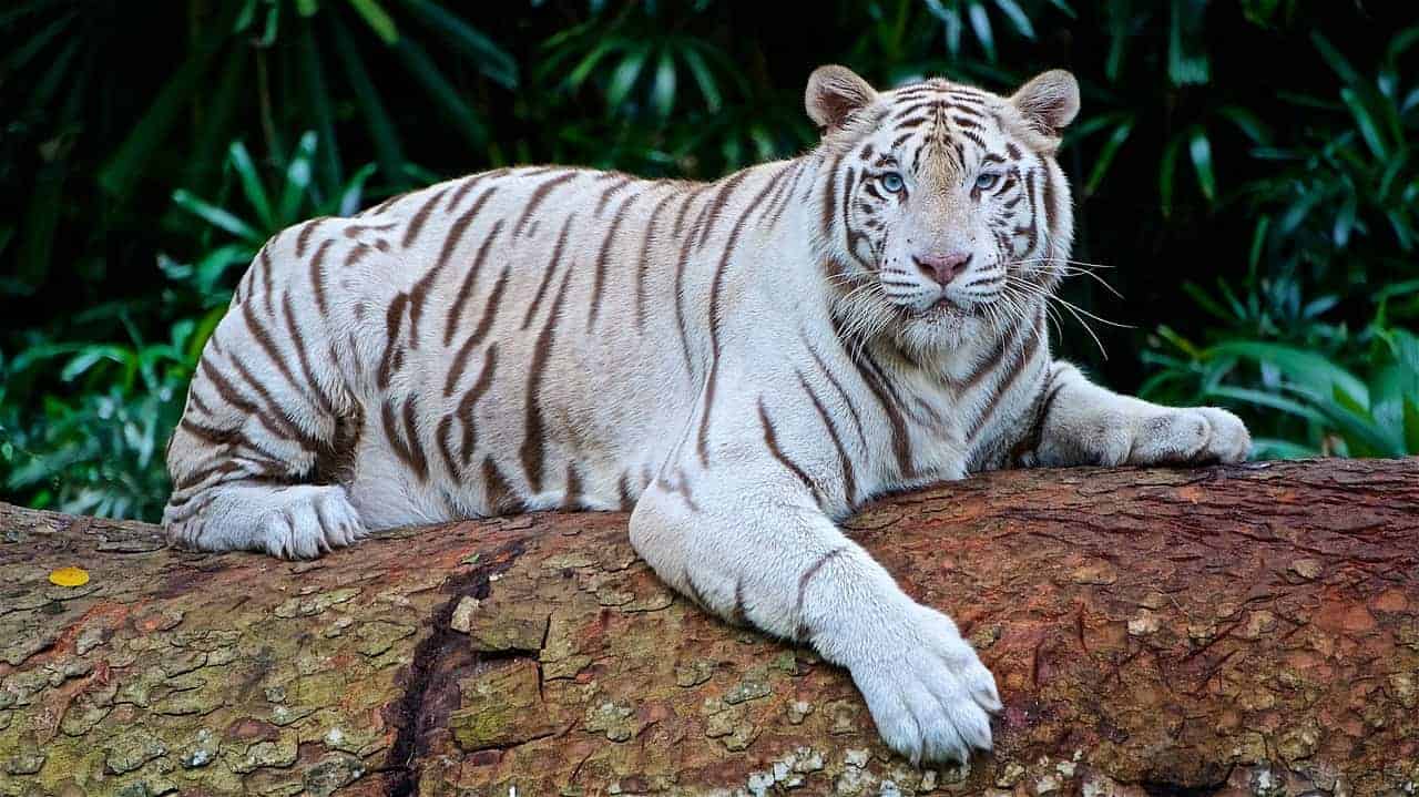 white tiger resting