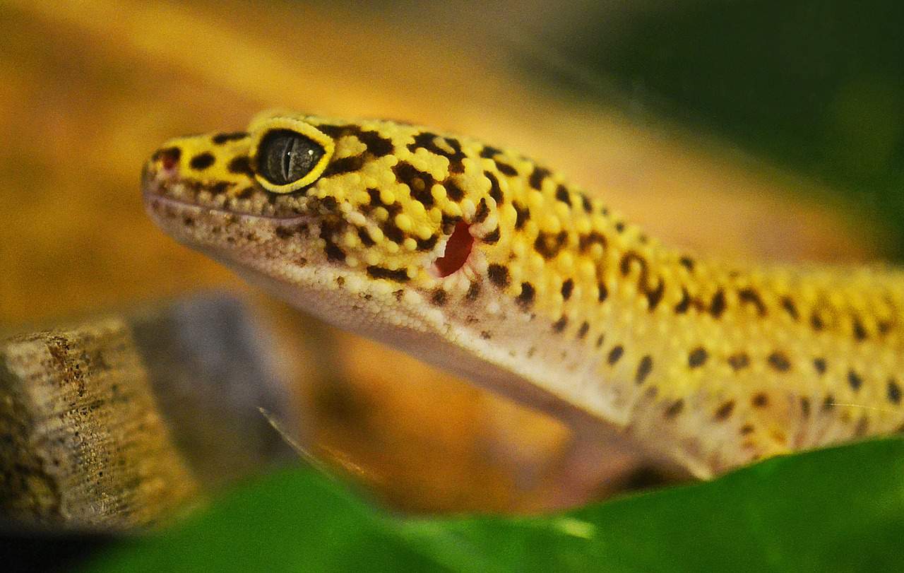 yellow lizard