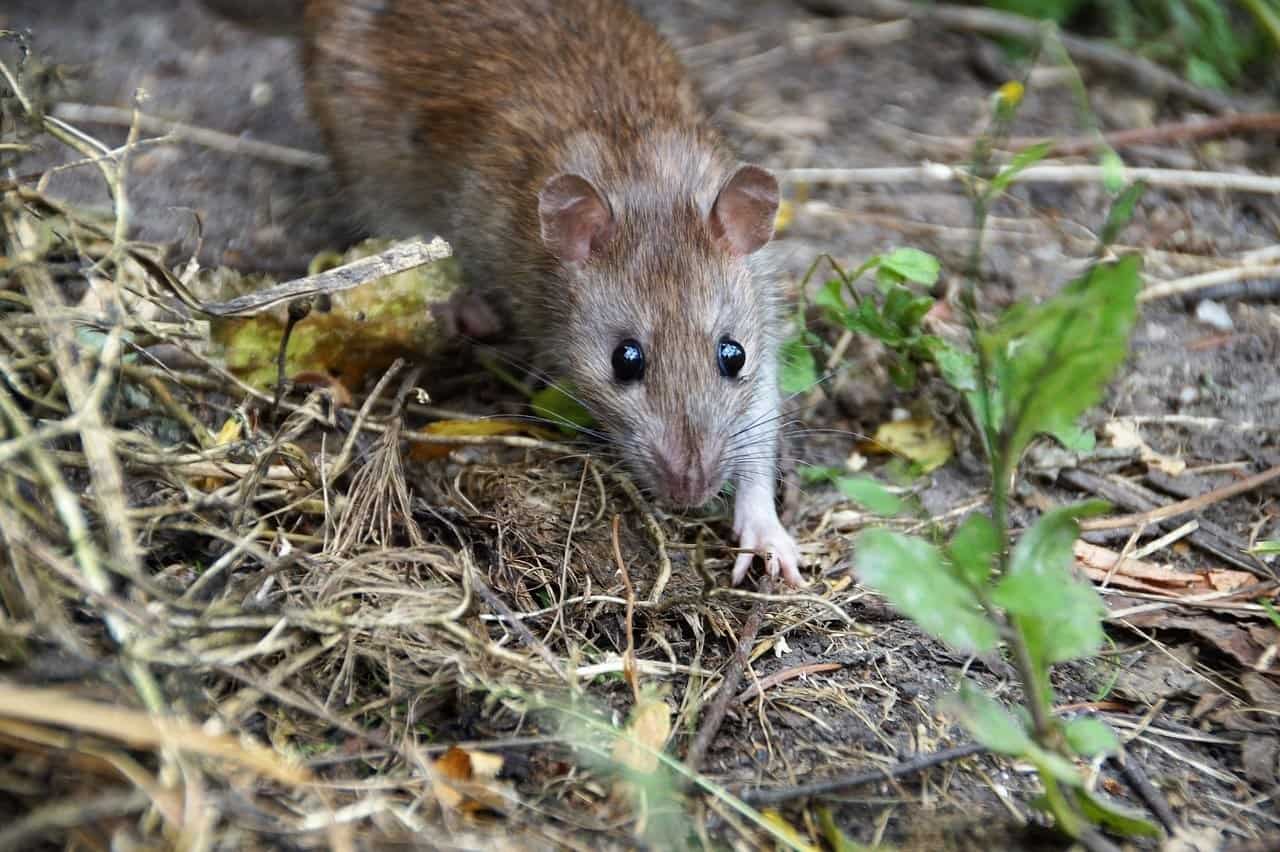 mouse running away