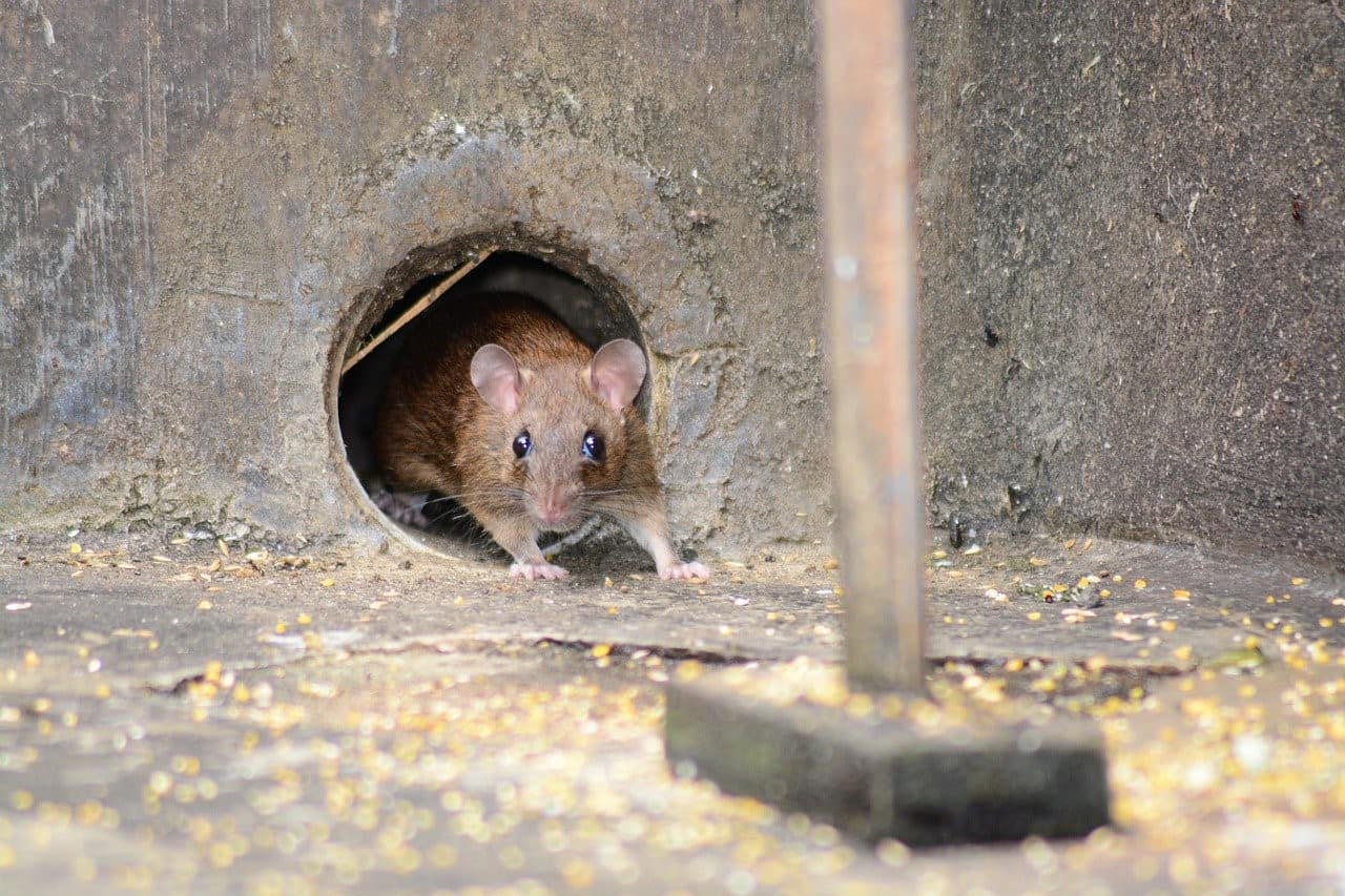 mouse in hole