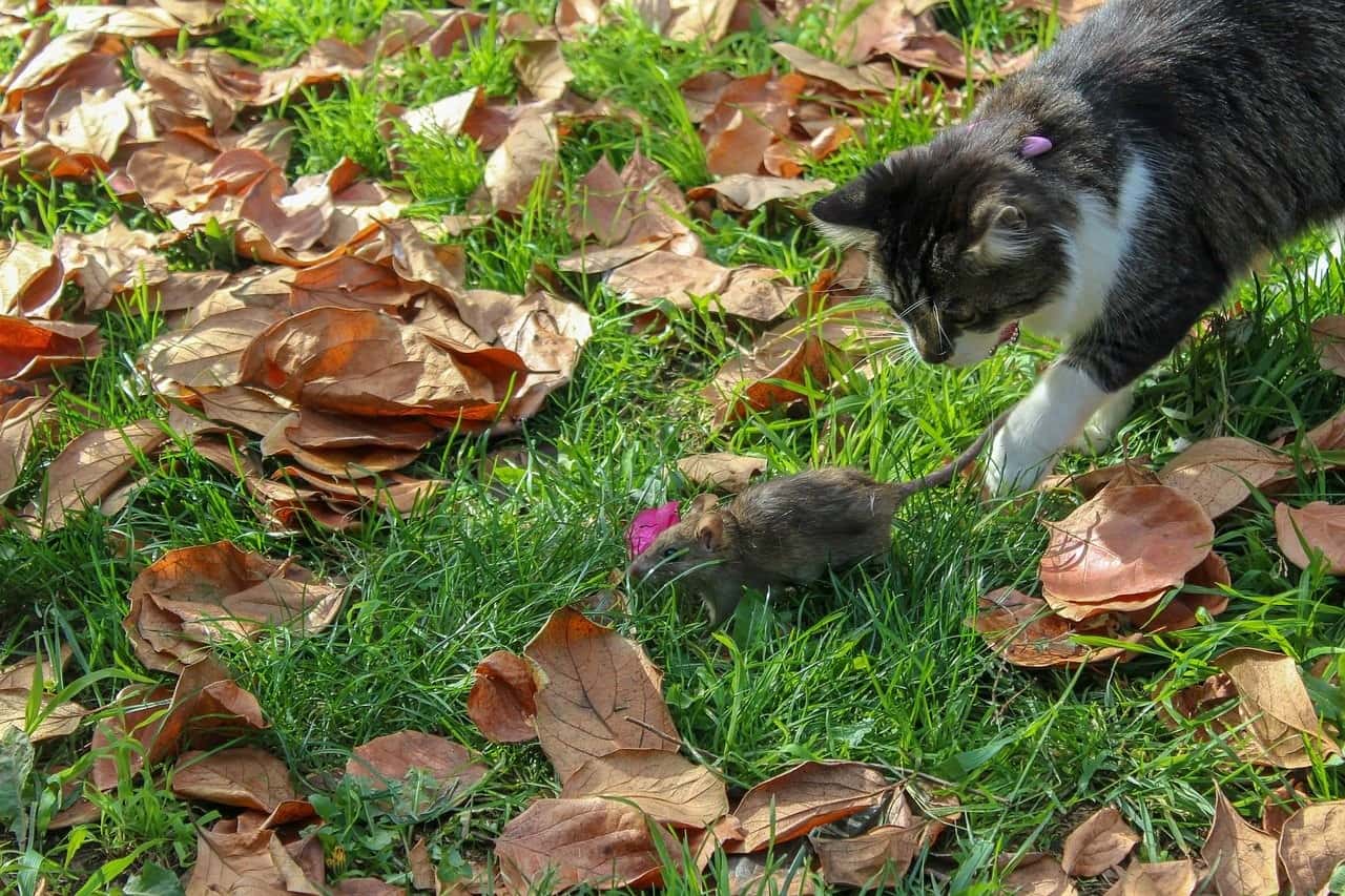 cat catching mouse