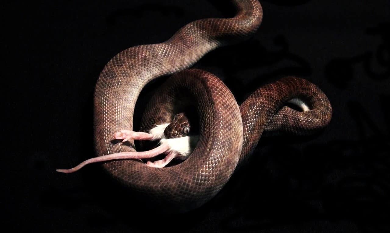 snake eating mouse