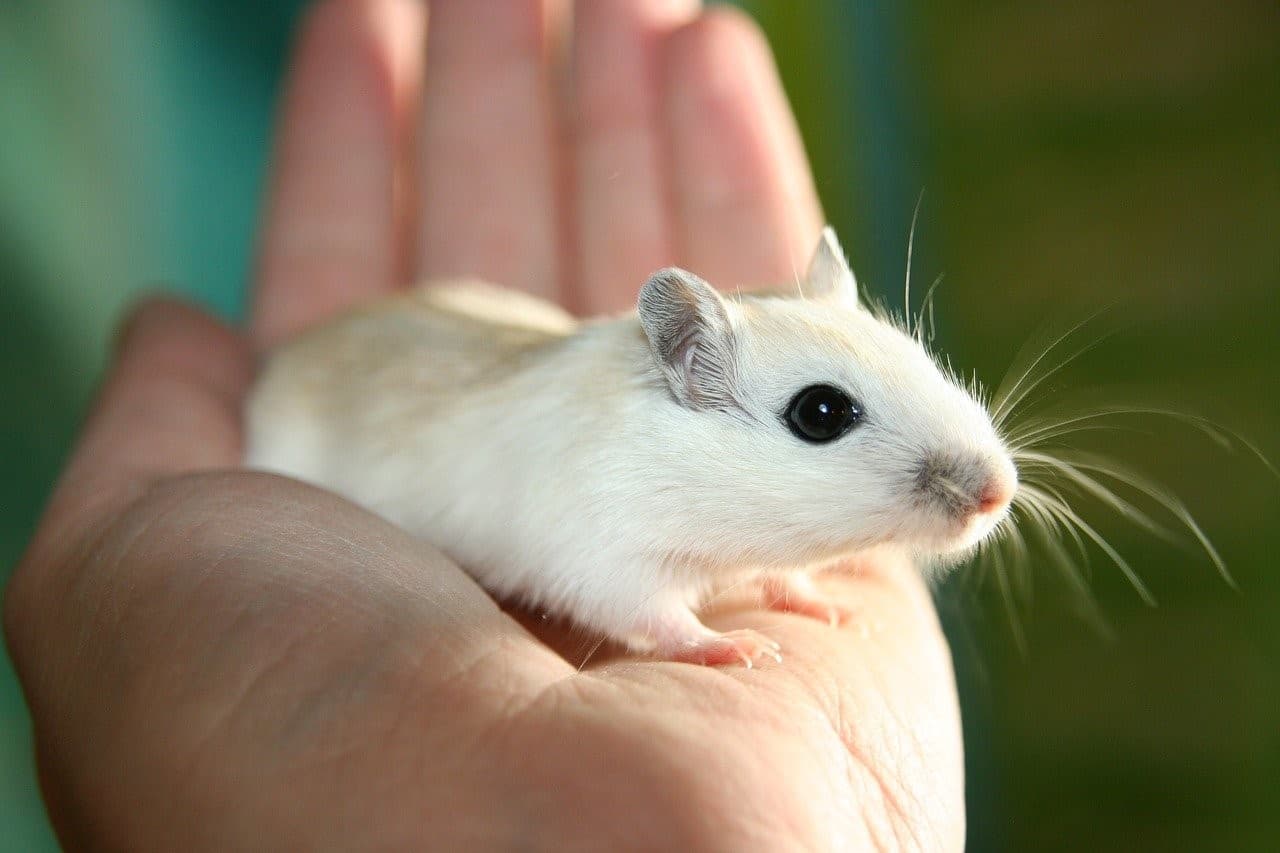 pet mouse palm