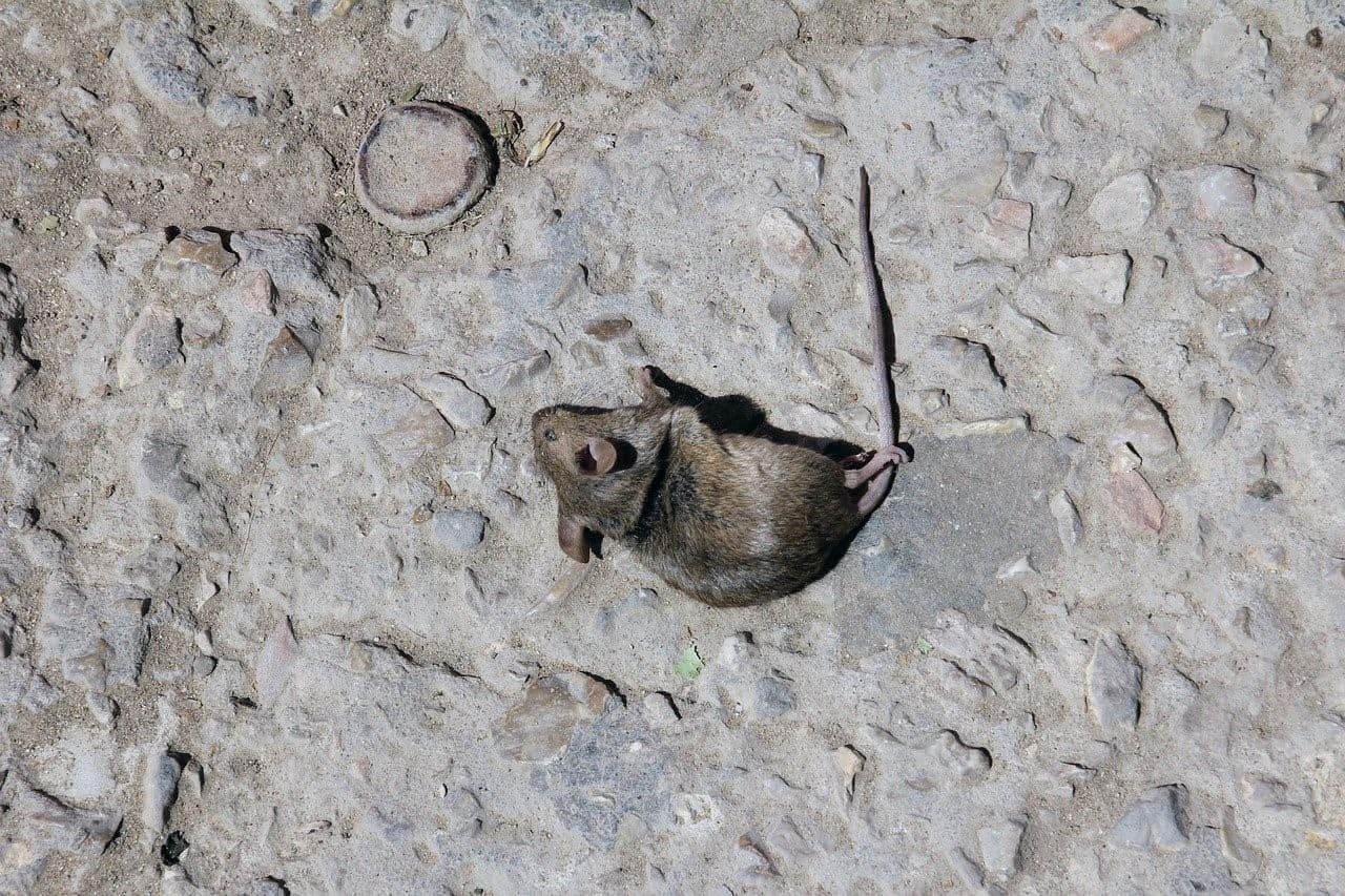 dead mouse