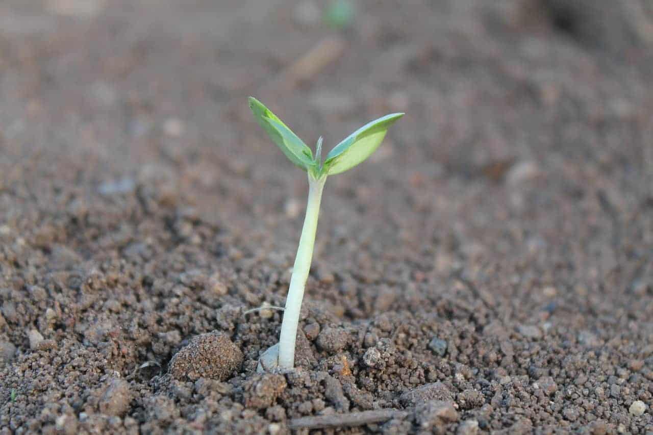 beginnings plant growth