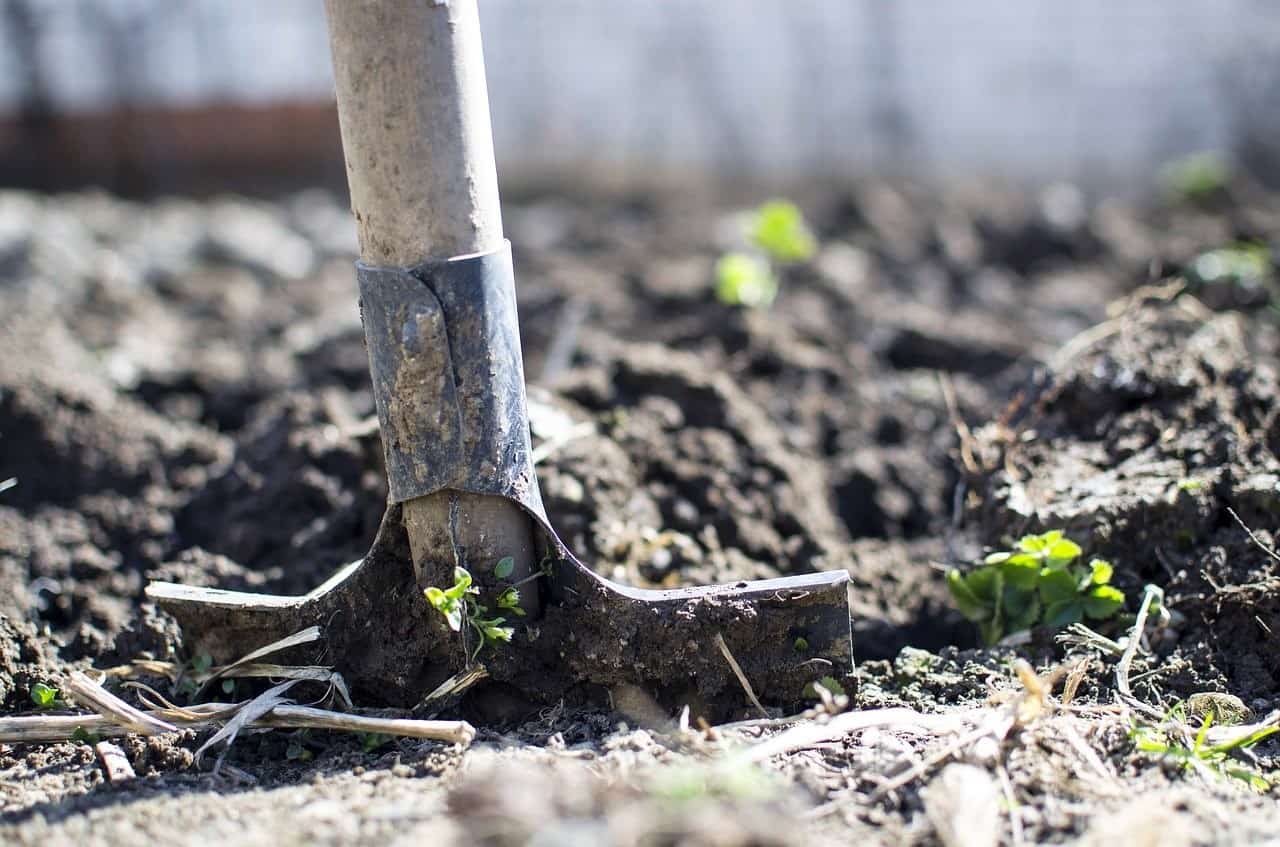 burying soil plants