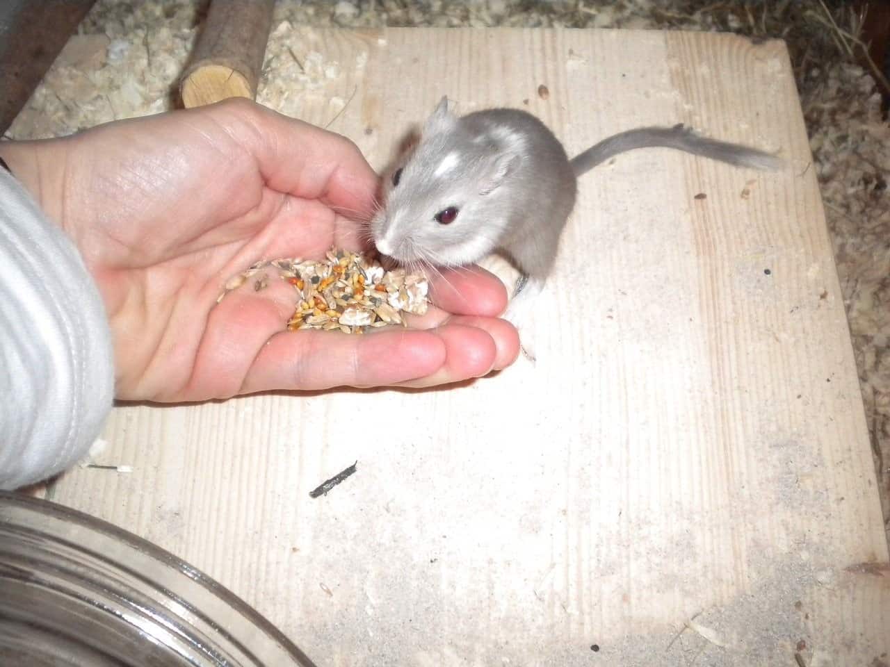 feeding mouse