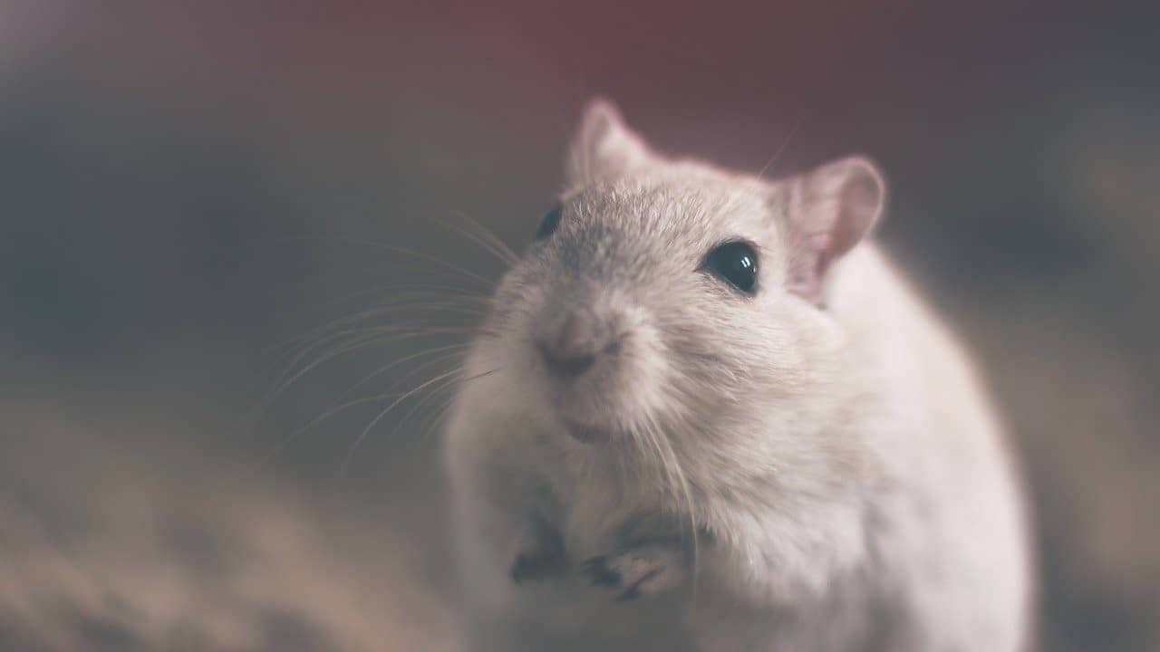gray mouse