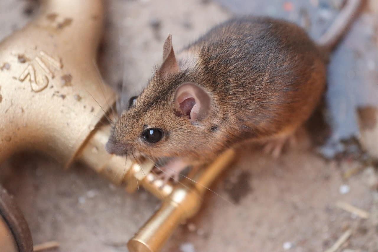 mouse running inside house