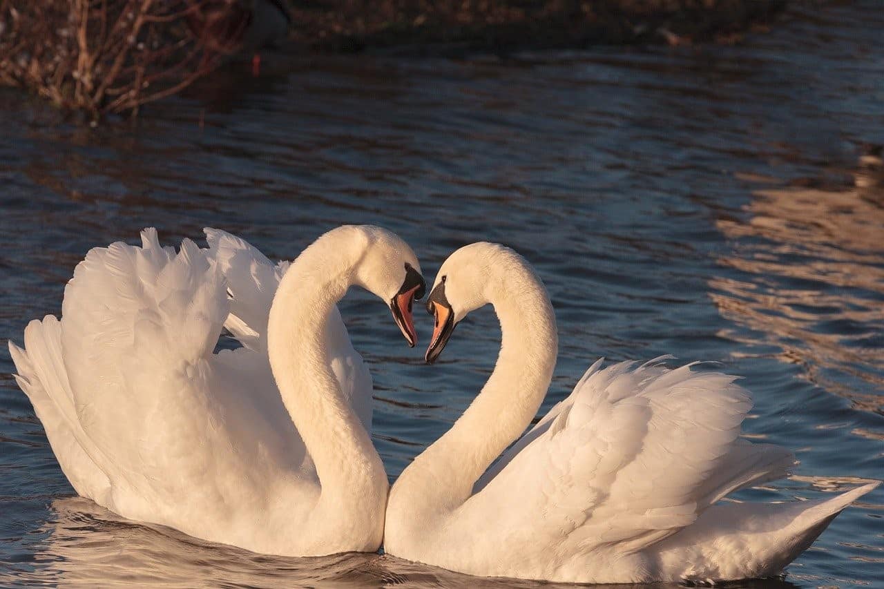white swans symbols