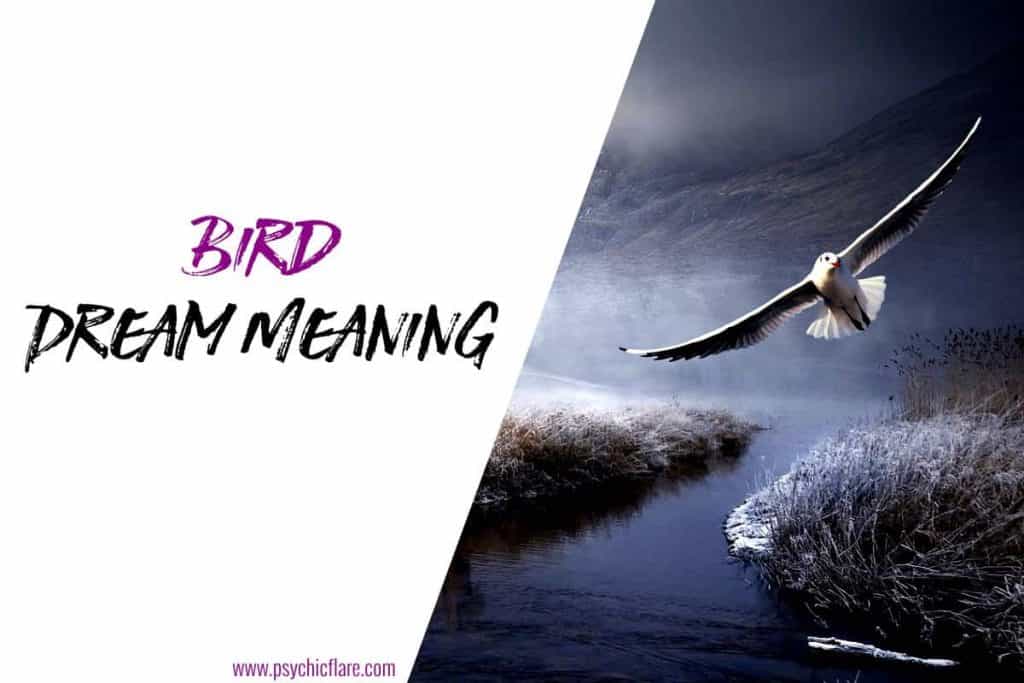 Bird Dream Meaning Spiritual Messages & Symbolism