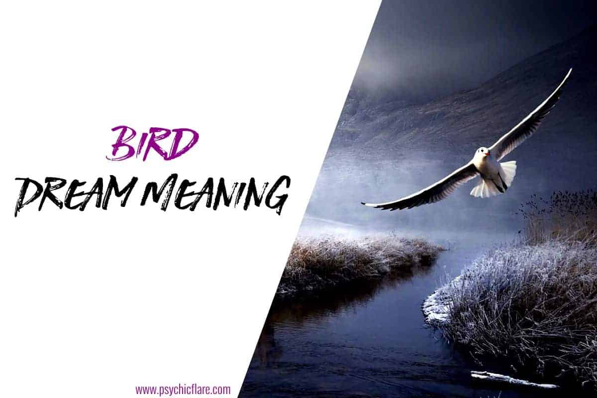 Bird Dream Meaning