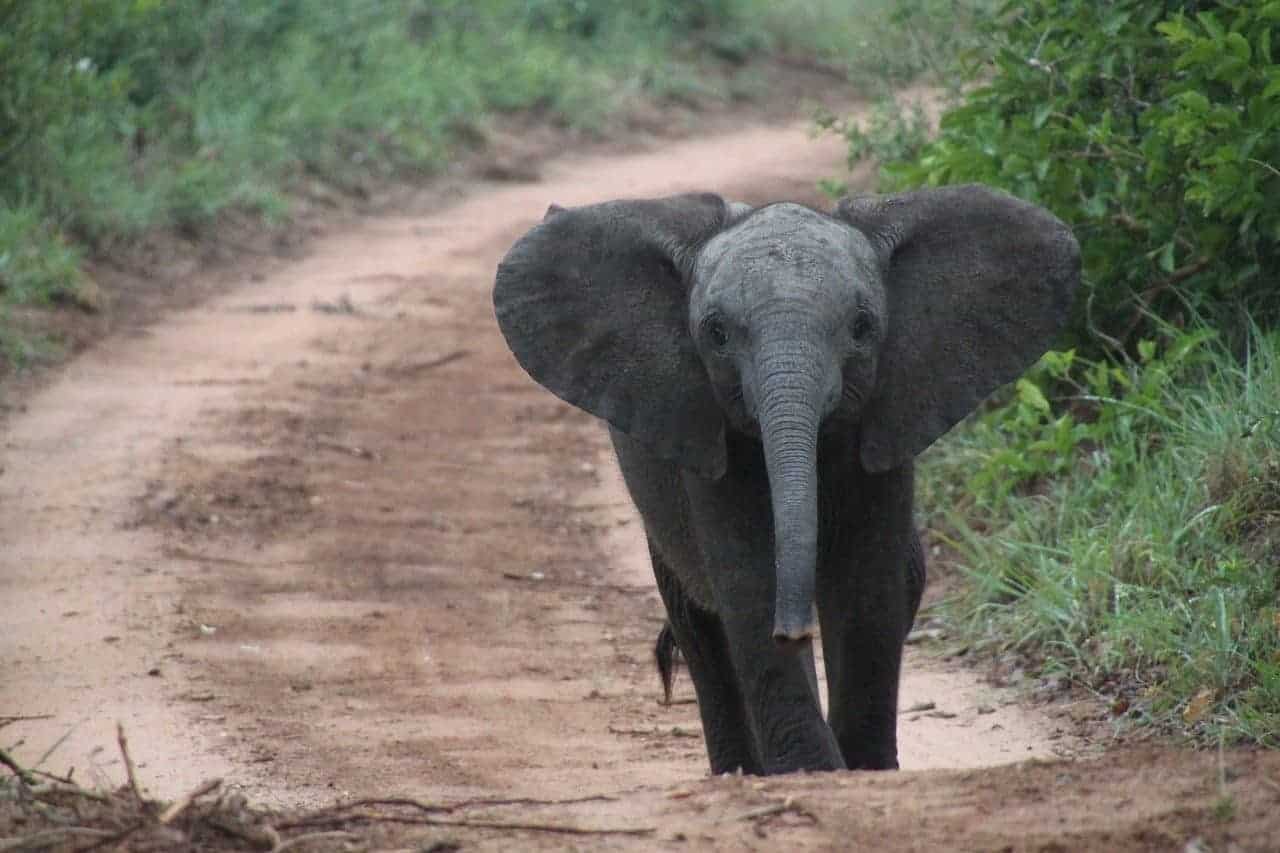 baby elephant