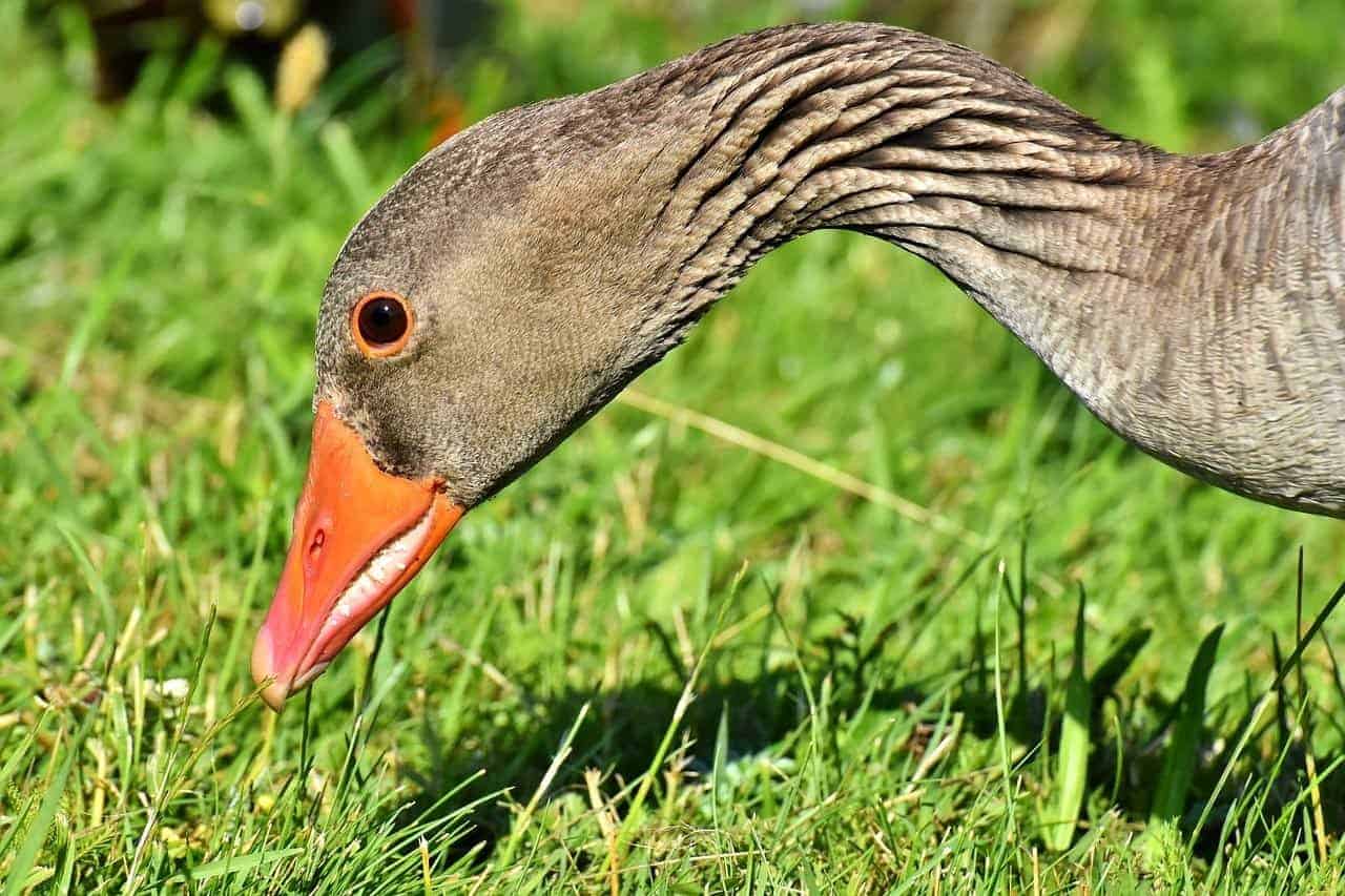 bird beak grass