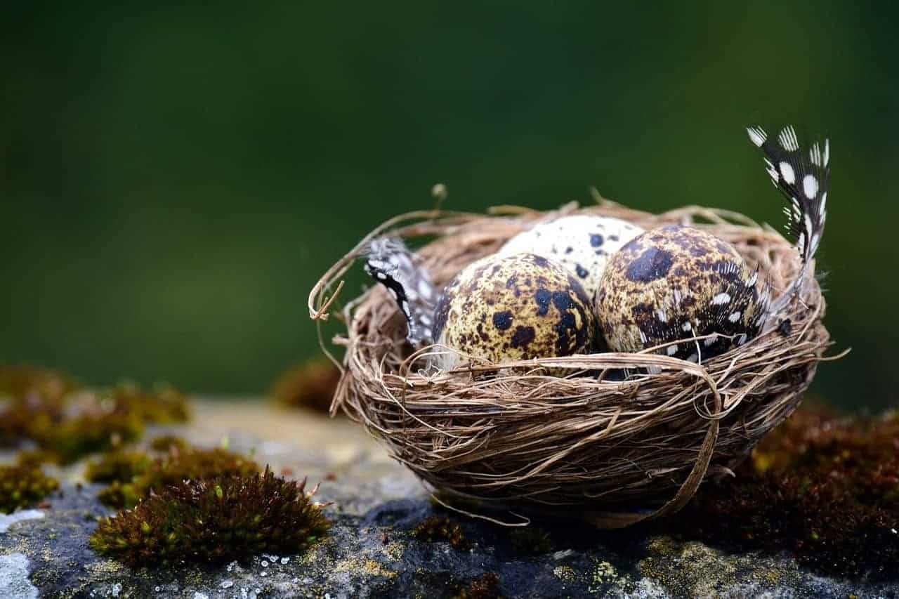 bird nest eggs