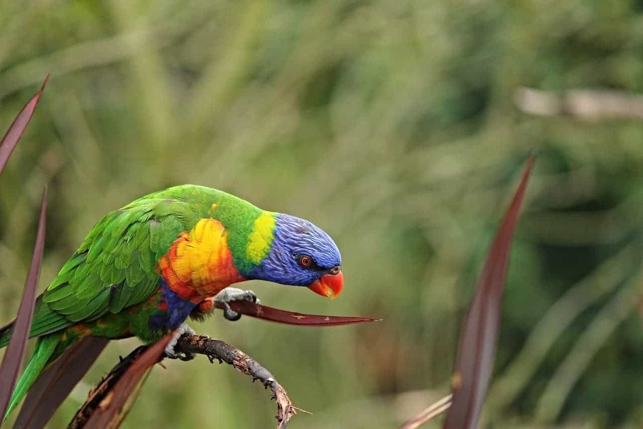 colorful bird