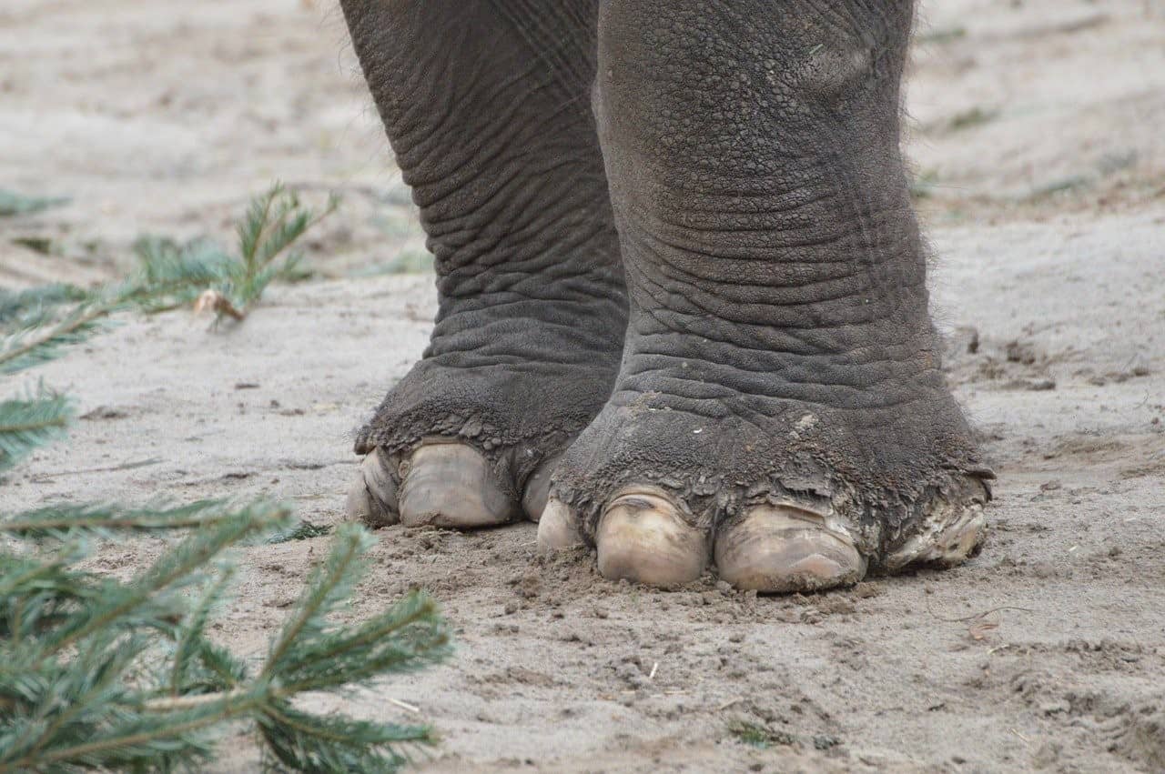 elephant feet