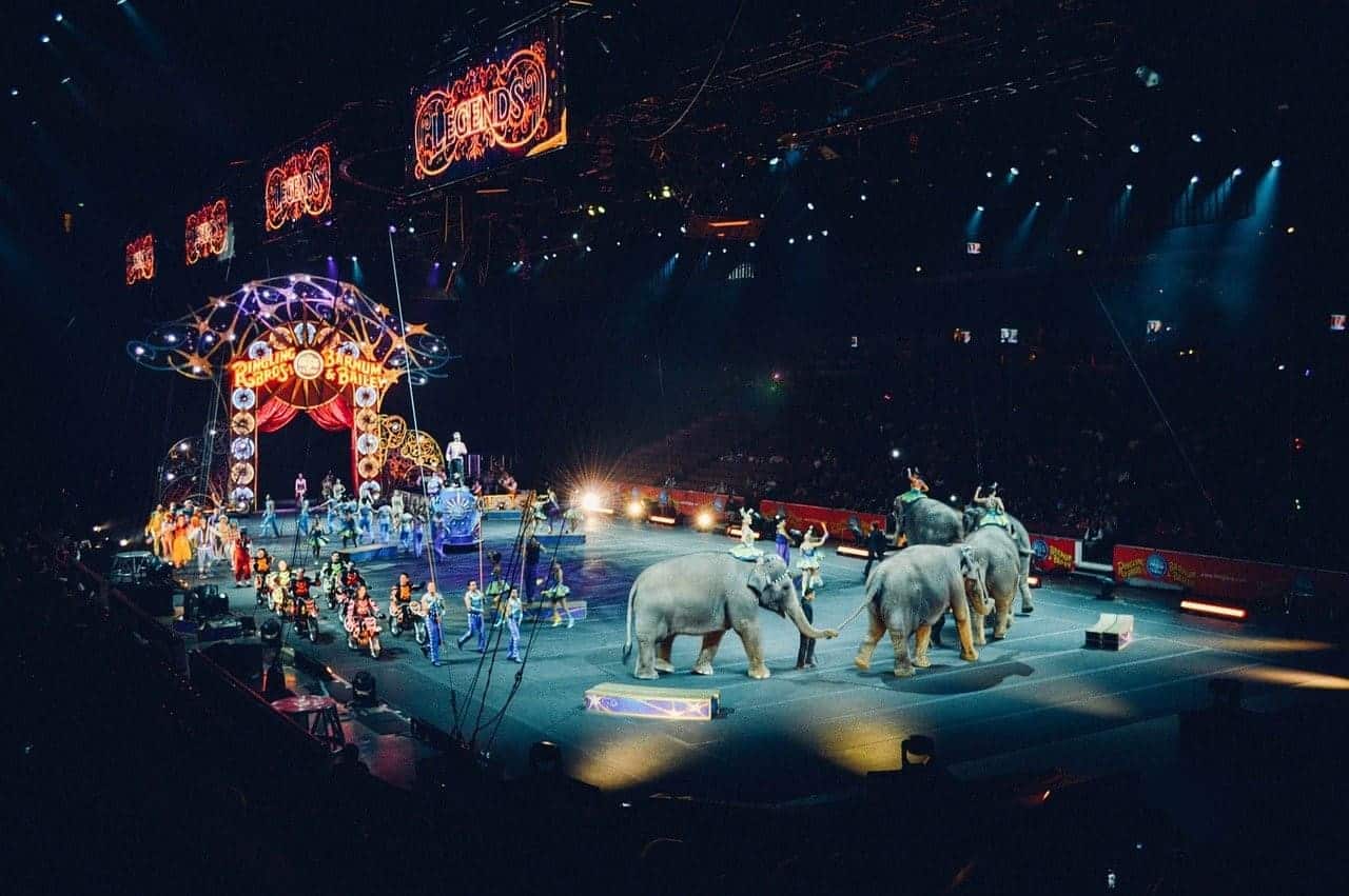 elephant in circus