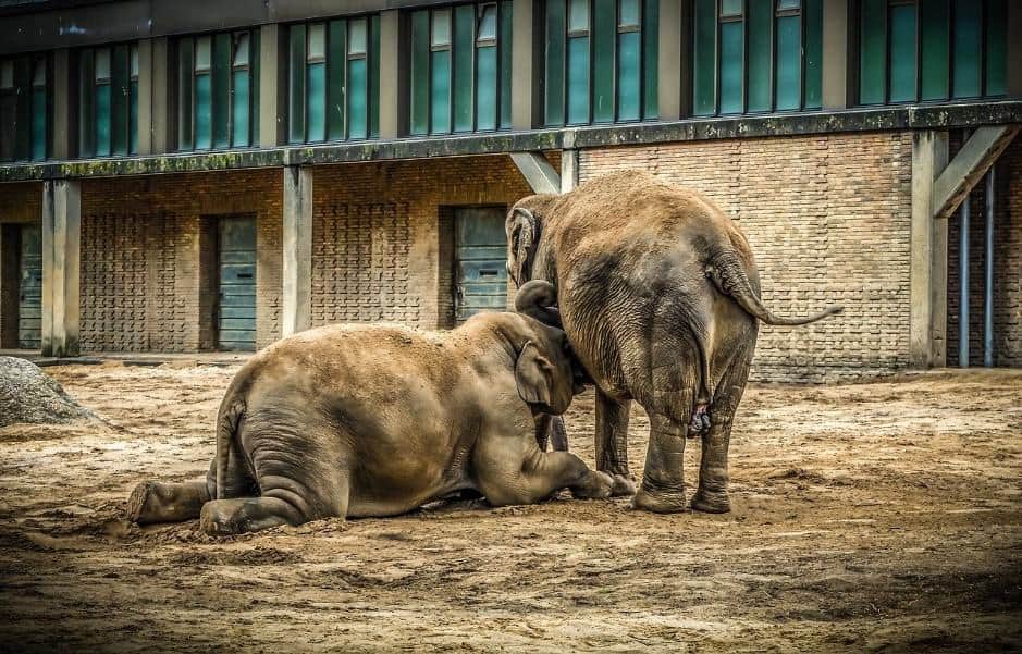 elephant in zoo