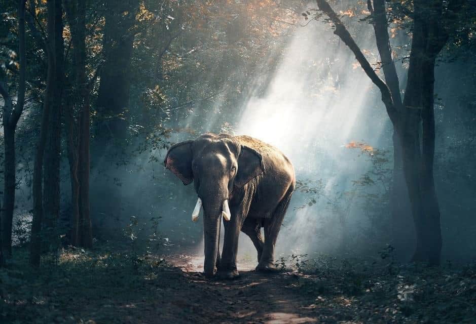elephant in a dream