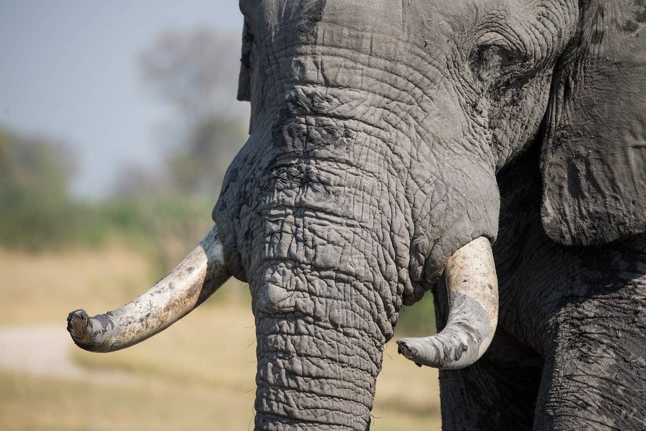 elephant tusk