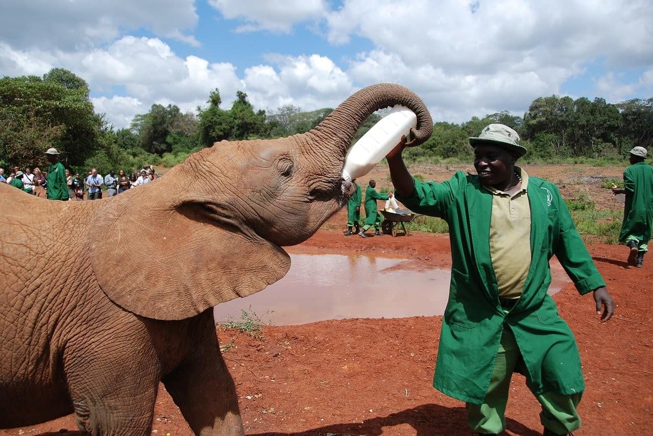 feeding elephant