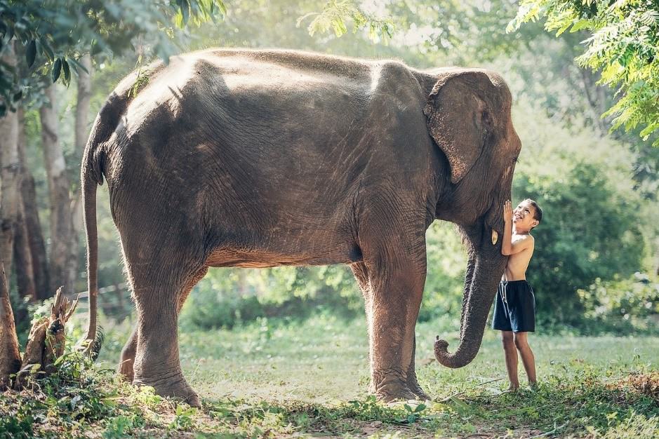 friendly elephant