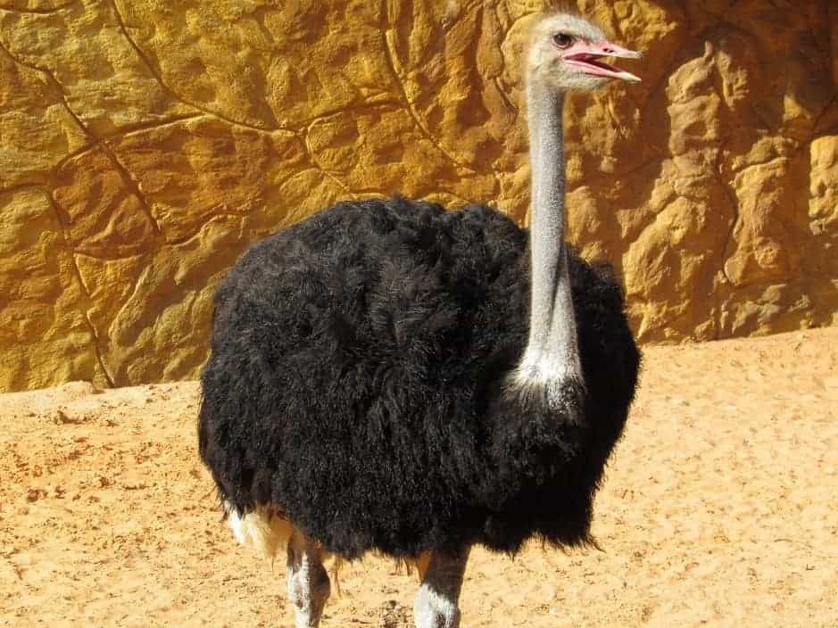 giant bird ostrich