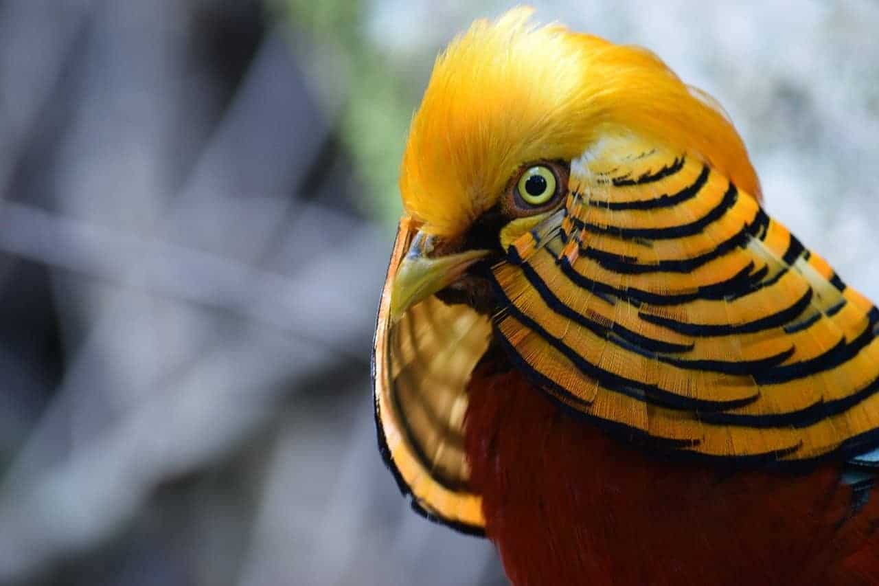 gold bird